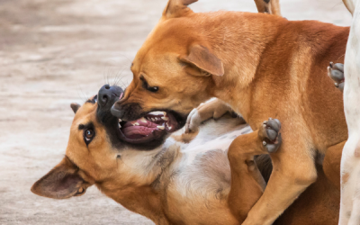 Agresividad en los perros