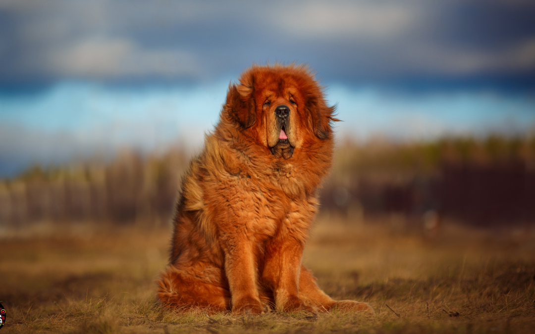 Las Razas de Perros Más Grandes del Mundo