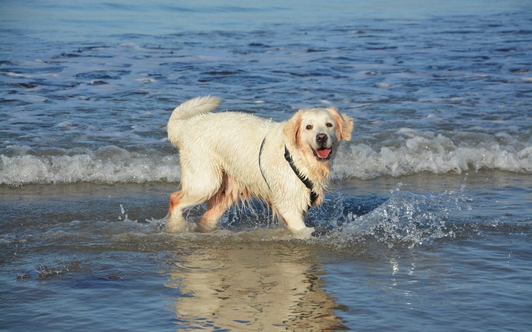 5 enfermedades que pueden afectar a un Golden Retriever