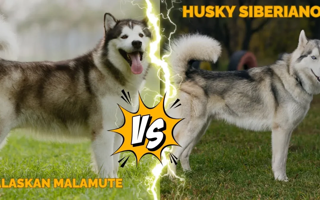 Diferencias entre un Husky Siberiano y un Alaskan Malamute